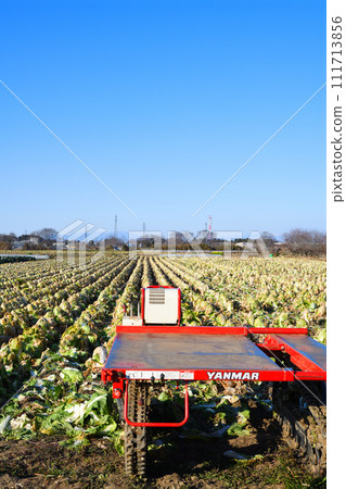 和平的冬季農田，大白菜收穫季節，冬季風景，花園交流道附近 111713856