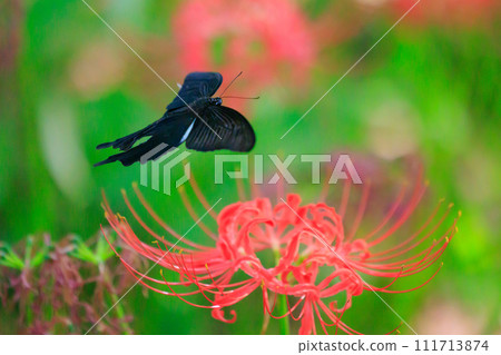 Spangle，一隻在森林中翩翩起舞的黑色燕尾蝶 111713874