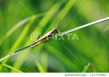 Oxya yezoensis, an agricultural pest that loves gramineous plants Oxya yezoensis, an agricultural pest that loves gramineous plants 111713945