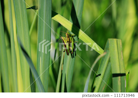 Oxya yezoensis, an agricultural pest that loves gramineous plants Oxya yezoensis, an agricultural pest that loves gramineous plants 111713946