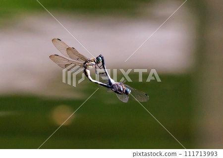 Two-tone familiar dragonfly Shiokara dragonfly Two-tone familiar dragonfly Shiokara dragonfly 111713993
