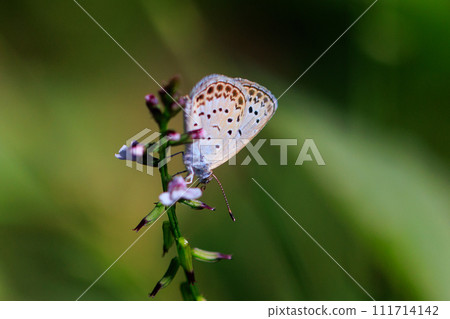 Lycaenidae 棲息於除南極洲以外的所有大陸 111714142