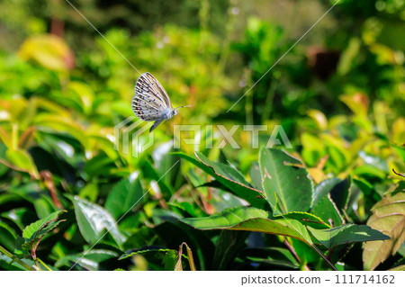 Lycaenidae 棲息於除南極洲以外的所有大陸 Lycaenidae 棲息於除南極洲以外的所有大陸 111714162