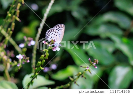 Lycaenidae inhabiting all continents except Antarctica Lycaenidae inhabiting all continents except Antarctica 111714166