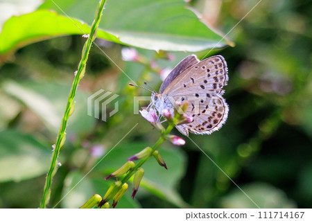 Lycaenidae inhabiting all continents except Antarctica Lycaenidae inhabiting all continents except Antarctica 111714167
