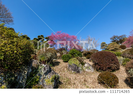 Scarlet cold cherry tree in full bloom Scarlet cold cherry tree in full bloom 111714265