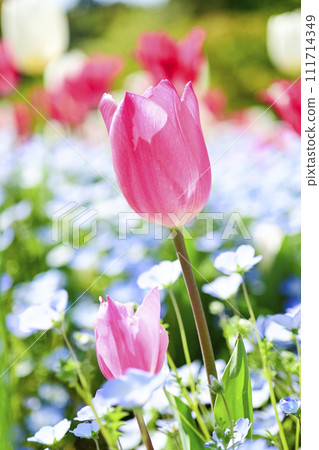 Bright and cute pink tulips and blue flower field Bright and cute pink tulips and blue flower field 111714349