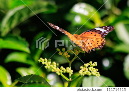 A butterfly that mimics the poisonous butterfly, Plain Tiger, Indian Fritillary A butterfly that mimics the poisonous butterfly, Plain Tiger, Indian Fritillary 111714515
