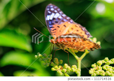 A butterfly that mimics the poisonous butterfly, Plain Tiger, Indian Fritillary A butterfly that mimics the poisonous butterfly, Plain Tiger, Indian Fritillary 111714516
