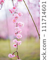 Plum blossoms that feel spring 111714601