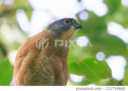 一種小型猛禽,日本麻雀,近年來已用於獵鷹。 一種小型猛禽,日本麻雀,近年來已用於獵鷹。 111714668