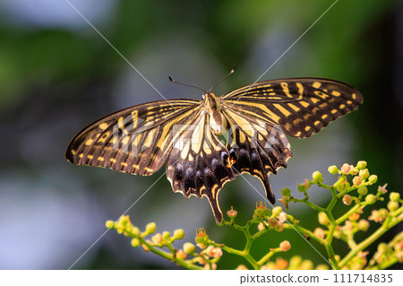 The familiar swallowtail swallowtail can be seen in various places, from cities to mountains. The familiar swallowtail swallowtail can be seen in various places, from cities to mountains. 111714835