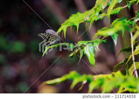 The familiar swallowtail swallowtail can be seen in various places, from cities to mountains. The familiar swallowtail swallowtail can be seen in various places, from cities to mountains. 111714838
