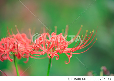 A cluster amaryllis that blooms red flowers to match the autumn equinoctial week A cluster amaryllis that blooms red flowers to match the autumn equinoctial week 111715055