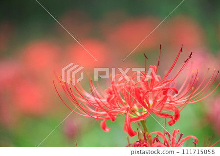 A cluster amaryllis that blooms red flowers to match the autumn equinoctial week A cluster amaryllis that blooms red flowers to match the autumn equinoctial week 111715058