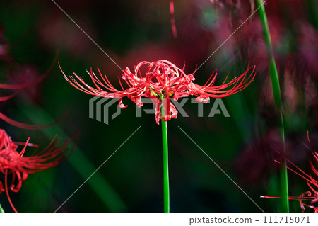 A cluster amaryllis that blooms red flowers to match the autumn equinoctial week A cluster amaryllis that blooms red flowers to match the autumn equinoctial week 111715071