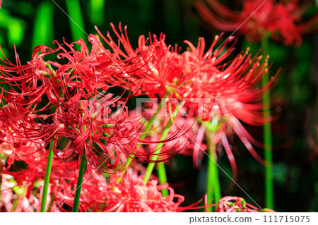 A cluster amaryllis that blooms red flowers to match the autumn equinoctial week 111715075