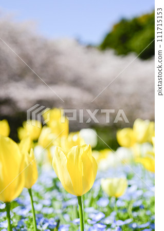 Bright yellow colorful tulip field and cherry blossoms Bright yellow colorful tulip field and cherry blossoms 111715153