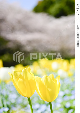 Bright yellow colorful tulip field and cherry blossoms Bright yellow colorful tulip field and cherry blossoms 111715196