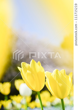 Bright yellow colorful tulip field and cherry blossoms 111715219