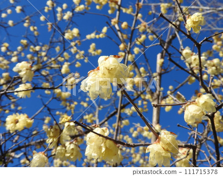 Wax plum, a waxy translucent flower that blooms in winter Wax plum, a waxy translucent flower that blooms in winter 111715378