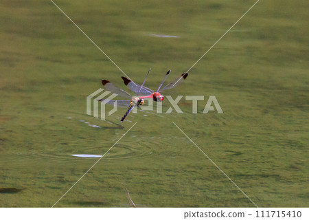 A medium-sized red dragonfly, Miyama Akane, which has a distinctive thick band on its wings and can be seen until around November. 111715410