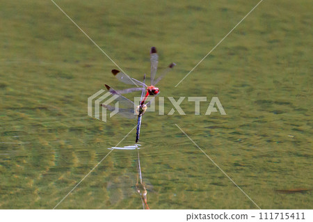 A medium-sized red dragonfly, Miyama Akane, which has a distinctive thick band on its wings and can be seen until around November. 111715411