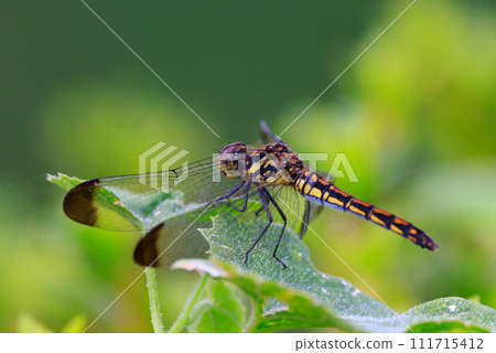 A medium-sized red dragonfly, Miyama Akane, which has a distinctive thick band on its wings and can be seen until around November. 111715412