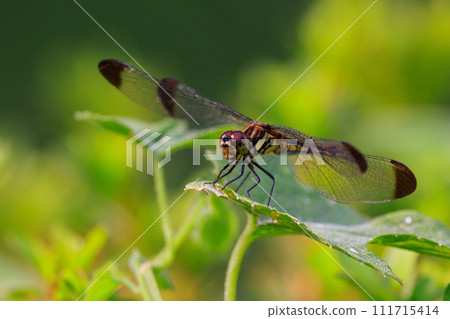A medium-sized red dragonfly, Miyama Akane, which has a distinctive thick band on its wings and can be seen until around November. 111715414
