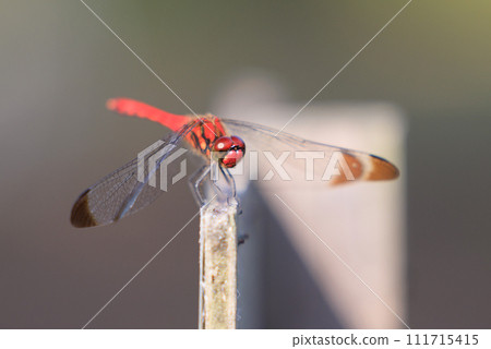 A medium-sized red dragonfly, Miyama Akane, which has a distinctive thick band on its wings and can be seen until around November. 111715415