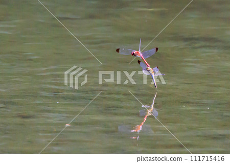 A medium-sized red dragonfly, Miyama Akane, which has a distinctive thick band on its wings and can be seen until around November. 111715416