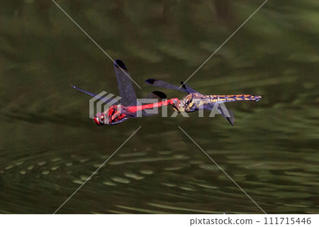 A medium-sized red dragonfly, Miyama Akane, which has a distinctive thick band on its wings and can be seen until around November. A medium-sized red dragonfly, Miyama Akane, which has a distinctive thick band on its wings and can be seen until around November. 111715446