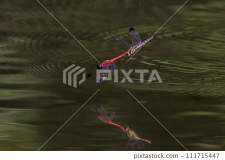 A medium-sized red dragonfly, Miyama Akane, which has a distinctive thick band on its wings and can be seen until around November. A medium-sized red dragonfly, Miyama Akane, which has a distinctive thick band on its wings and can be seen until around November. 111715447