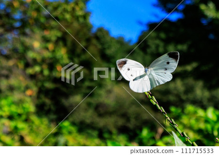 A white fairy fluttering and fluttering, a cabbage white butterfly A white fairy fluttering and fluttering, a cabbage white butterfly 111715533