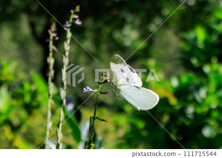 A white fairy fluttering and fluttering, a cabbage white butterfly A white fairy fluttering and fluttering, a cabbage white butterfly 111715544