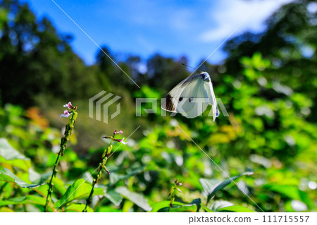 一隻白色的仙女飄飄著，一隻白菜蝴蝶 111715557