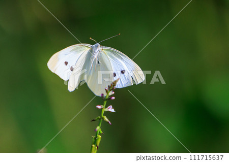 A white fairy fluttering and fluttering, a cabbage white butterfly 111715637