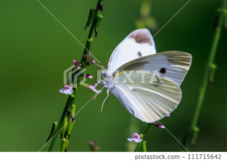 A white fairy fluttering and fluttering, a cabbage white butterfly A white fairy fluttering and fluttering, a cabbage white butterfly 111715642