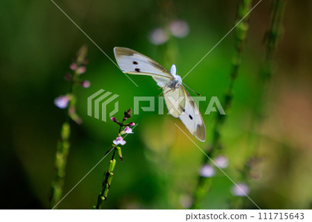 A white fairy fluttering and fluttering, a cabbage white butterfly A white fairy fluttering and fluttering, a cabbage white butterfly 111715643