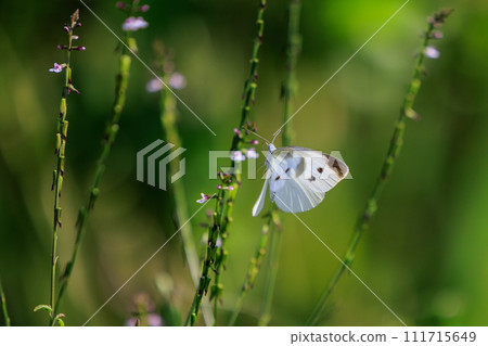 A white fairy fluttering and fluttering, a cabbage white butterfly A white fairy fluttering and fluttering, a cabbage white butterfly 111715649