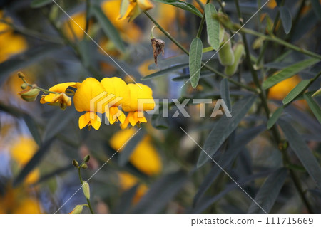 Crotalaria flower Crotalaria flower 111715669