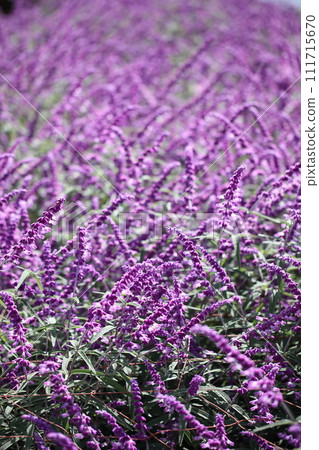 Salvia leucantha flower buds 111715670