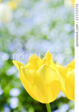 明亮的黃色鬱金香和藍色花田 111715735