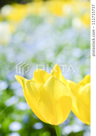 明亮的黃色鬱金香和藍色花田 111715737