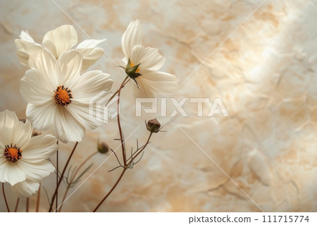 White cosmos flowers, with their delicate petals and rich, dark centers on a soft marble background White cosmos flowers, with their delicate petals and rich, dark centers on a soft marble background 111715774