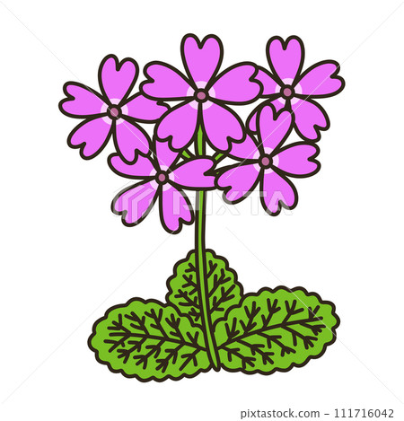 Primula 111716042
