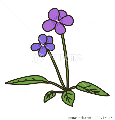 Violet Violet 111716046