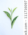 白色背景下新採摘的茶葉照片 111716097