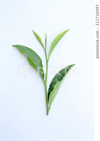 白色背景下新採摘的茶葉照片 111716097