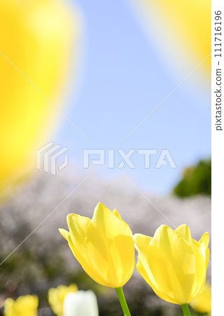 Colorful flower flag with bright cherry blossoms and yellow tulips Colorful flower flag with bright cherry blossoms and yellow tulips 111716196